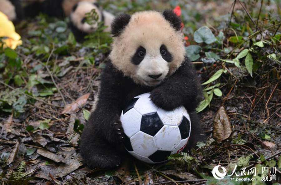 Panda cubs pose for New Year greetings in SW China
