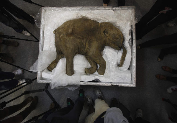 Long way to go before mammoths live and breath again, Chinese scientist says