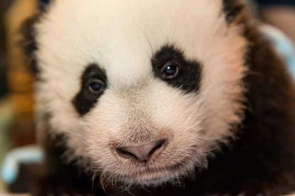 Bao Bao lands safely in China after return from US