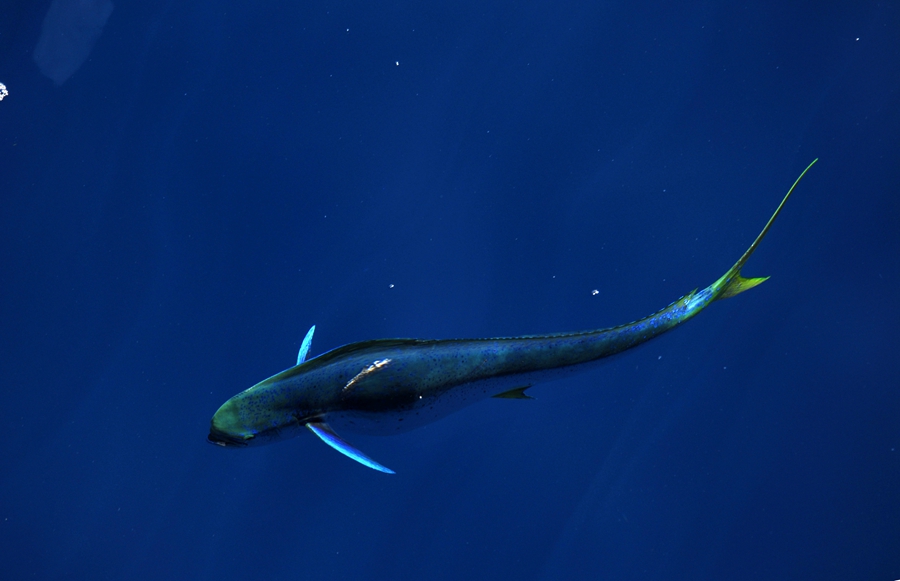 Beautiful dolphinfish in South China Sea