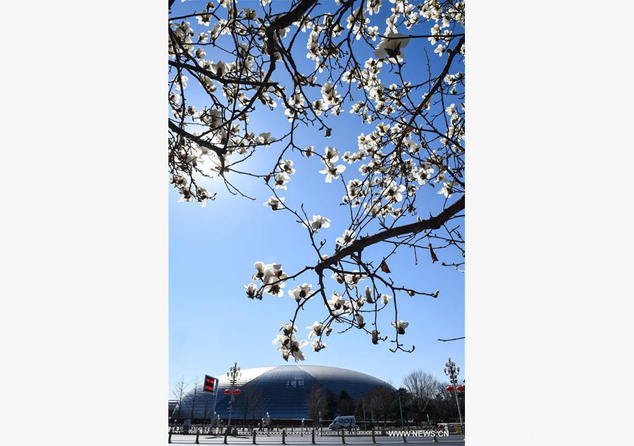 Magnolia flowers blossom along Changan Avenue in Beijing