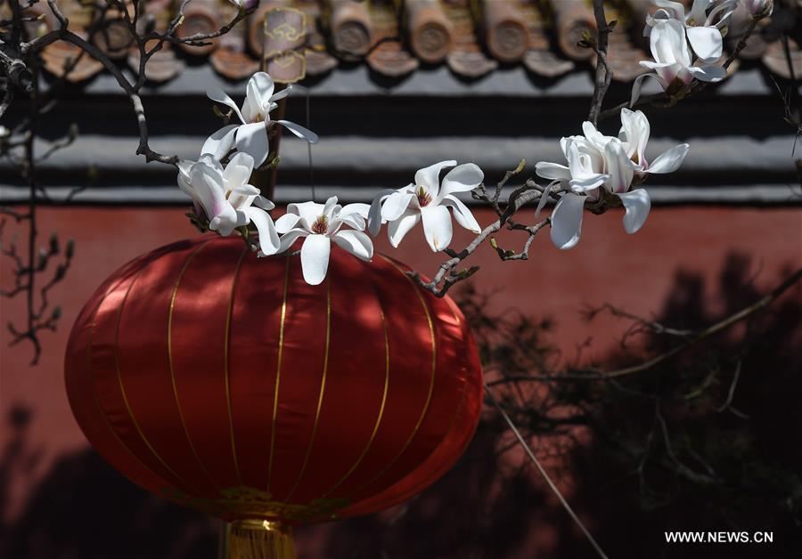 Magnolia flowers blossom along Changan Avenue in Beijing