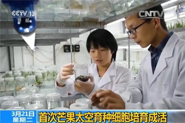 Chinese scientists breed world's first 'space mangoes'
