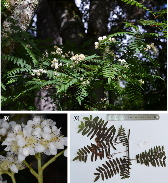 New plant species discovered in Tibet