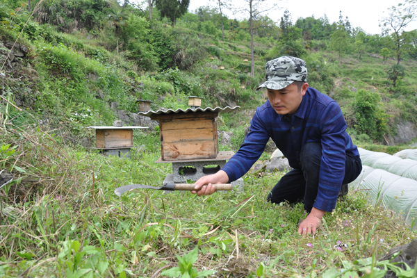 Beekeeping has village buzzing[1]- China