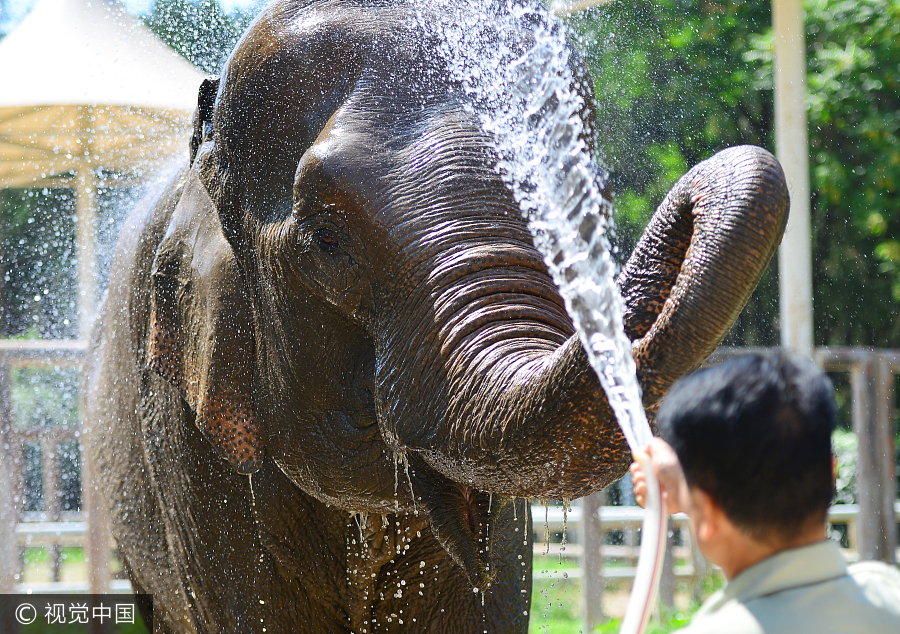 Zoo animals cool off in hot summer