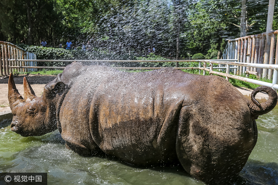 Zoo animals cool off in hot summer