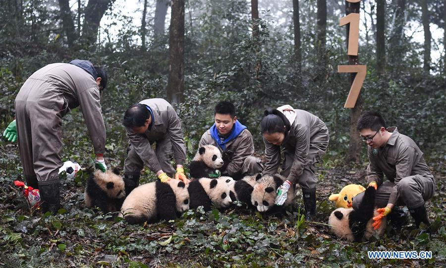 China to build cross-provincial national park for giant panda