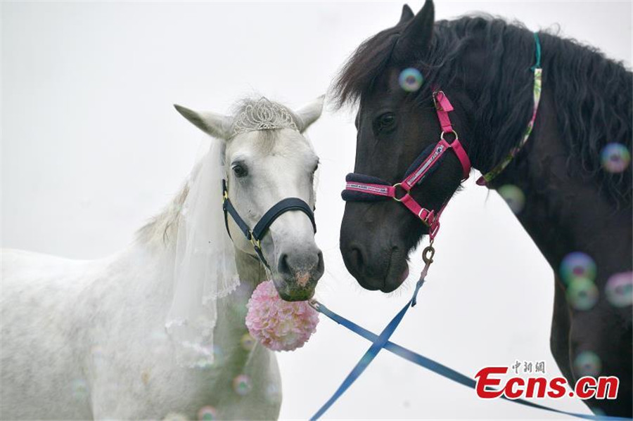 Romance of two horses goes viral online