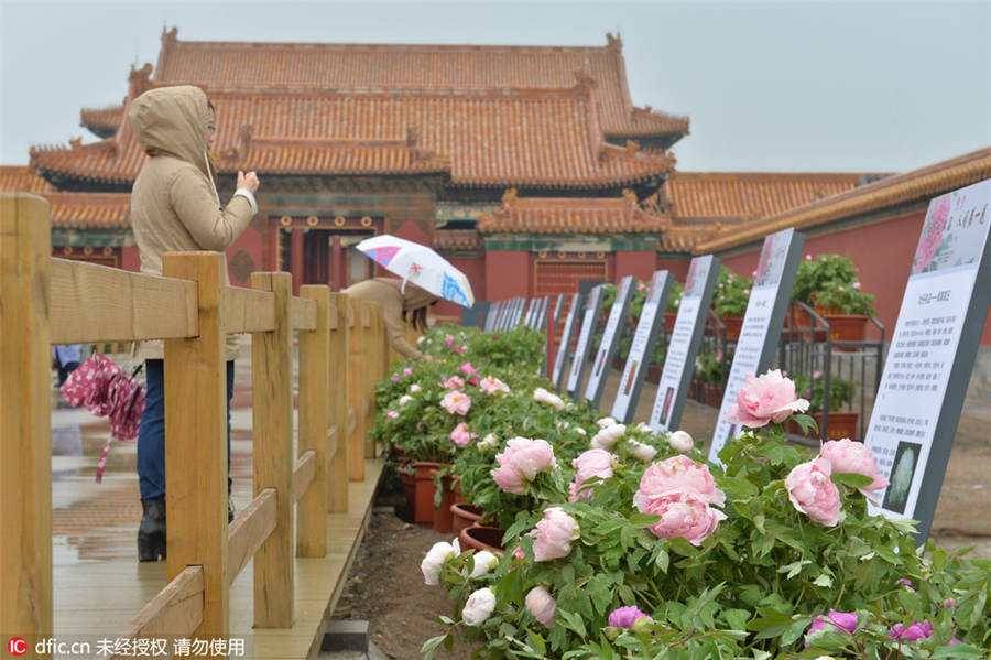 Palace Museum stages peony flower-themed exhibition