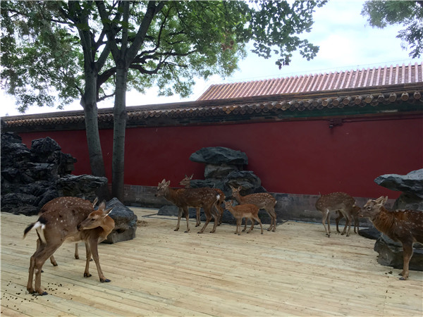 Deer at Palace Museum add life to ongoing artifact show