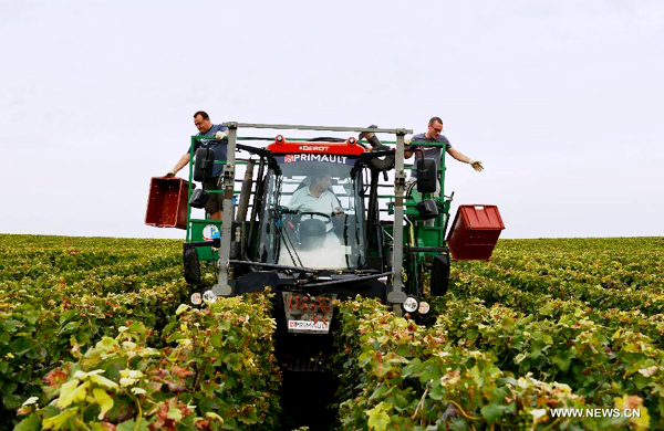 Grape harvest season in France