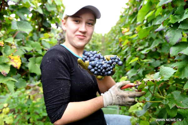 Grape harvest season in France