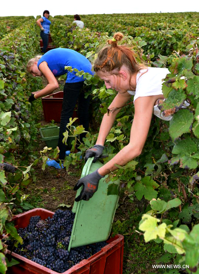 Grape harvest season in France