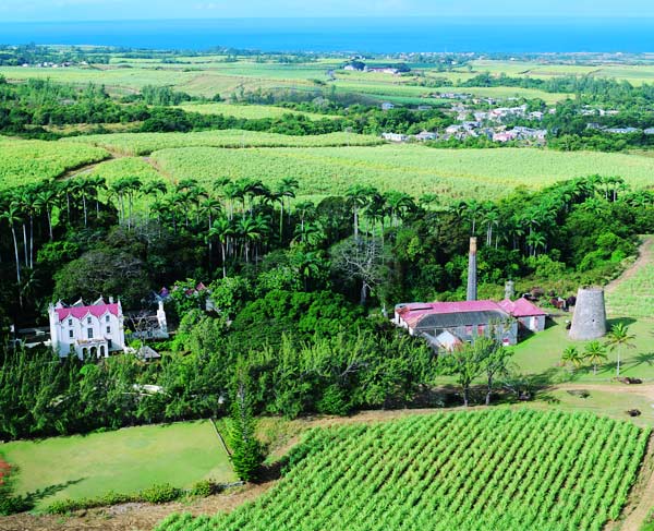 Make hay while rum shines