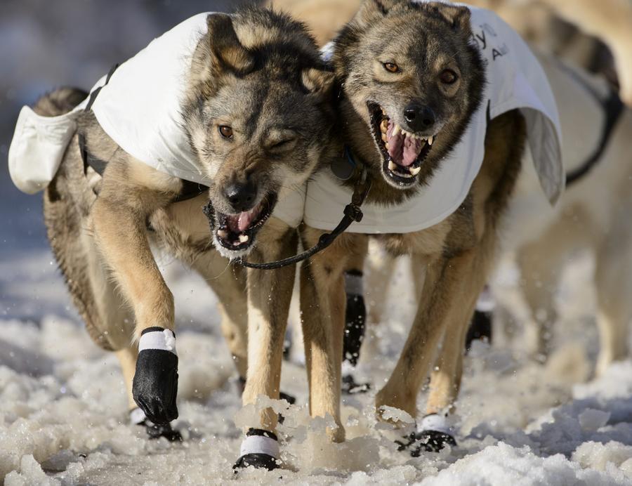 Iditarod Trail Sled Dog race paves a new way