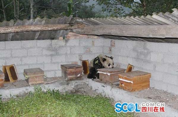Greedy panda eats ten boxes of honey