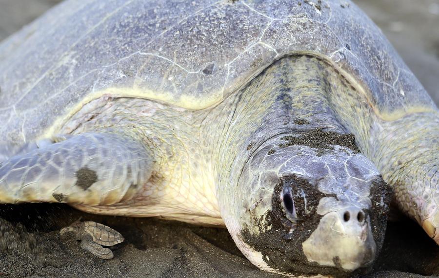 Over 250,000 sea turtles nest along Costa Rican coast