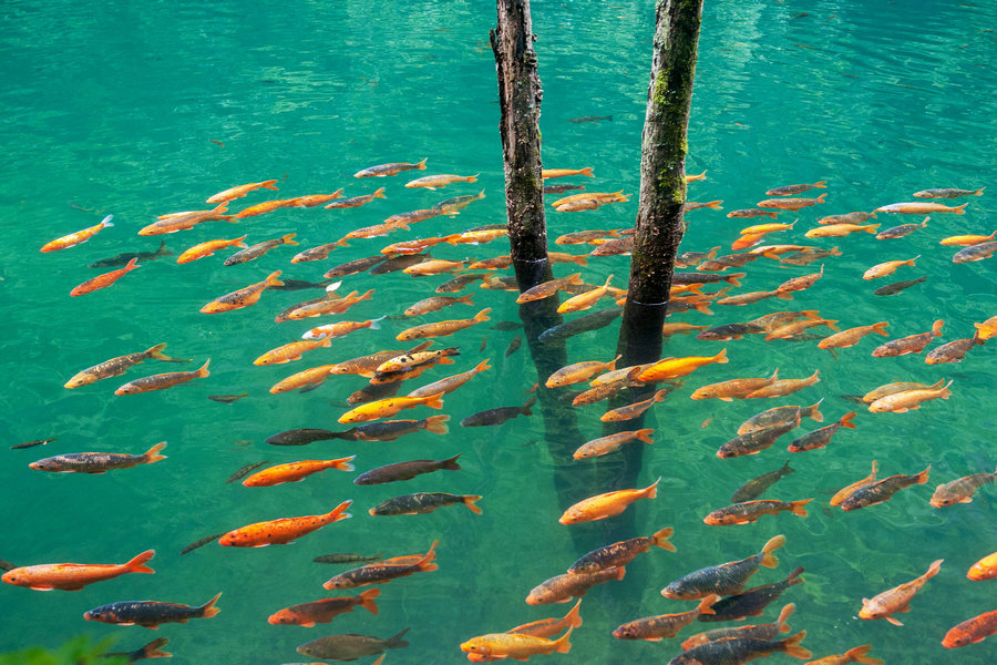 a shot of fish in   pond of suichang of zhejiang province on may