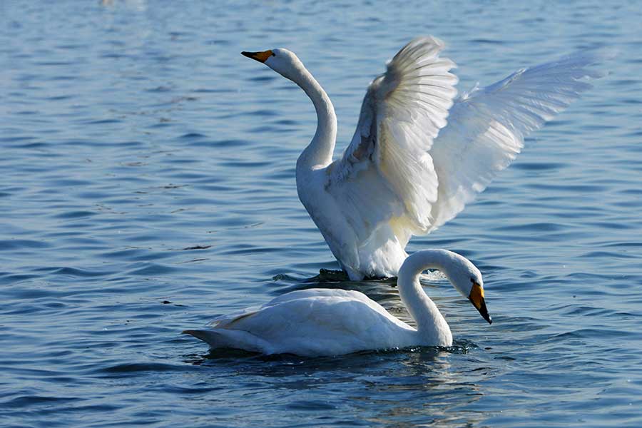 Yandunjiao in Shandong is an ideal habitat for whooper swans