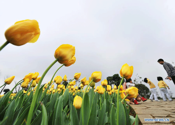 Beautiful tulip blossom in Liuzhou city, S China