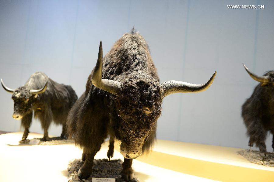 Yak Museum of Tibet opens to the public