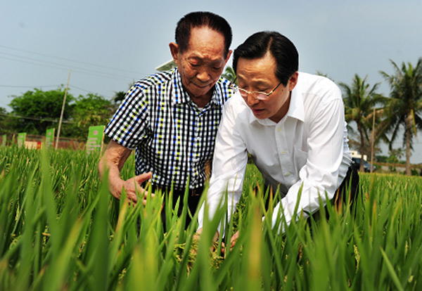 Small rice farming faces two big problems