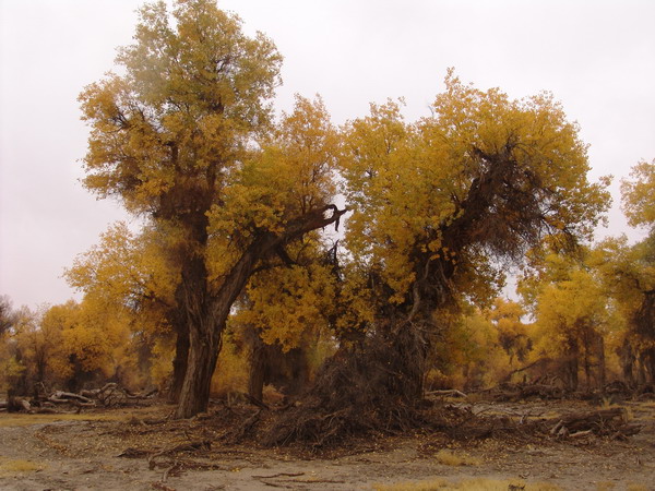 Populus euphratica in Luntai county: the most beautiful trees both in appearance and spirits