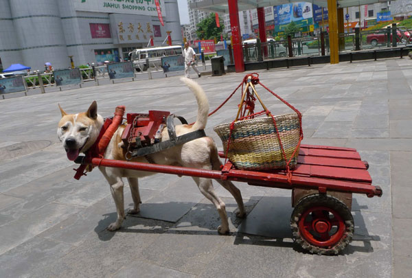 'Hubai' the helpful dog