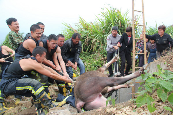 Firefighters rescue trapped buffalo