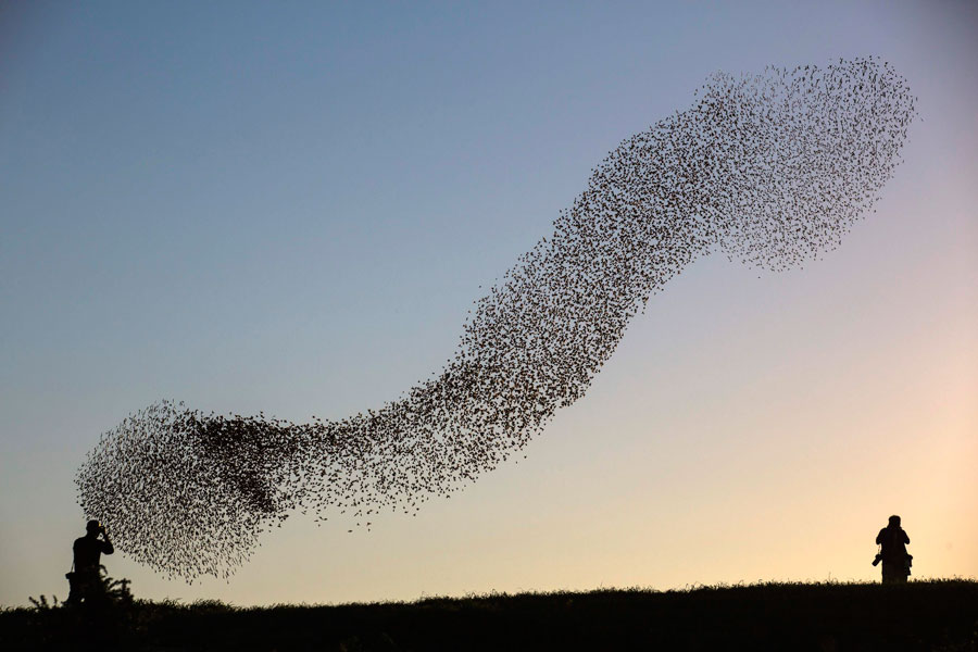 Starlings to spend the winter in Israel