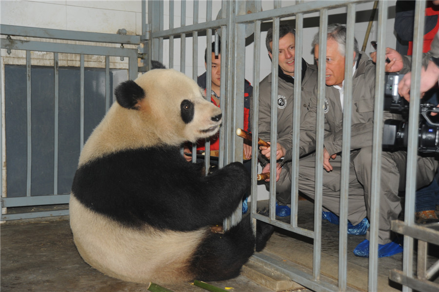 China's panda 'couple' ready for the trip