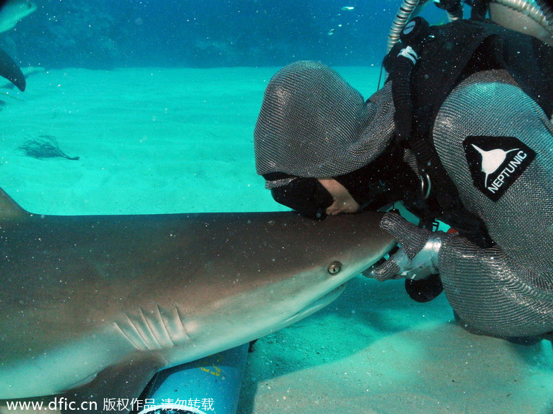 Beauty dives with sharks