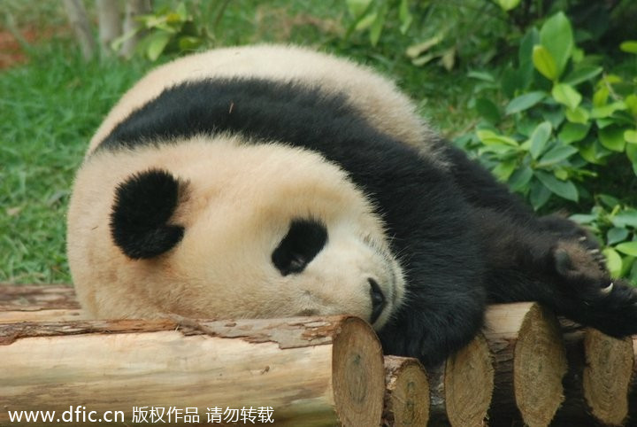 RIP <EM>Xinxin</EM>: Panda, 6, mourned in Macao