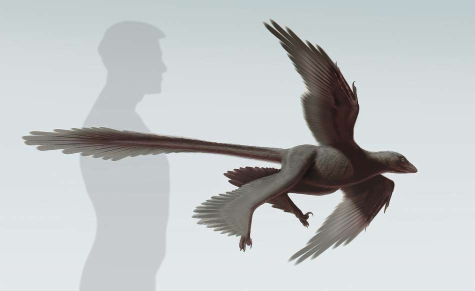 Fossil found of 'four-winged' feathered dinosaur