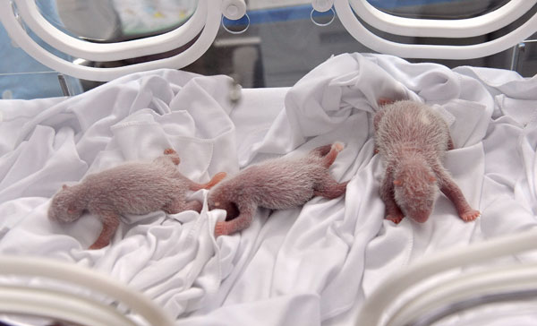 Unique panda triplets take a bow