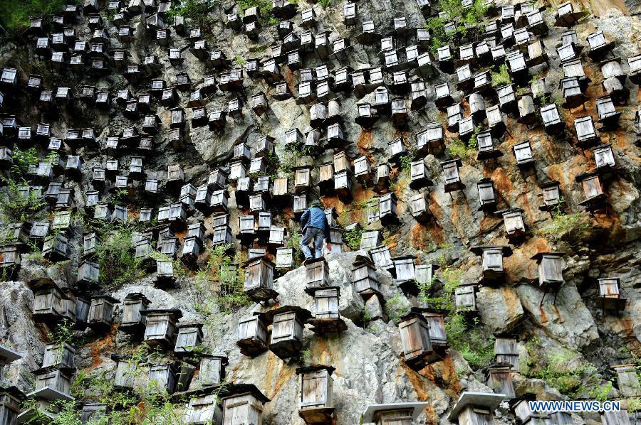 Beekeeping in Shennongjia nature reserve in Central China