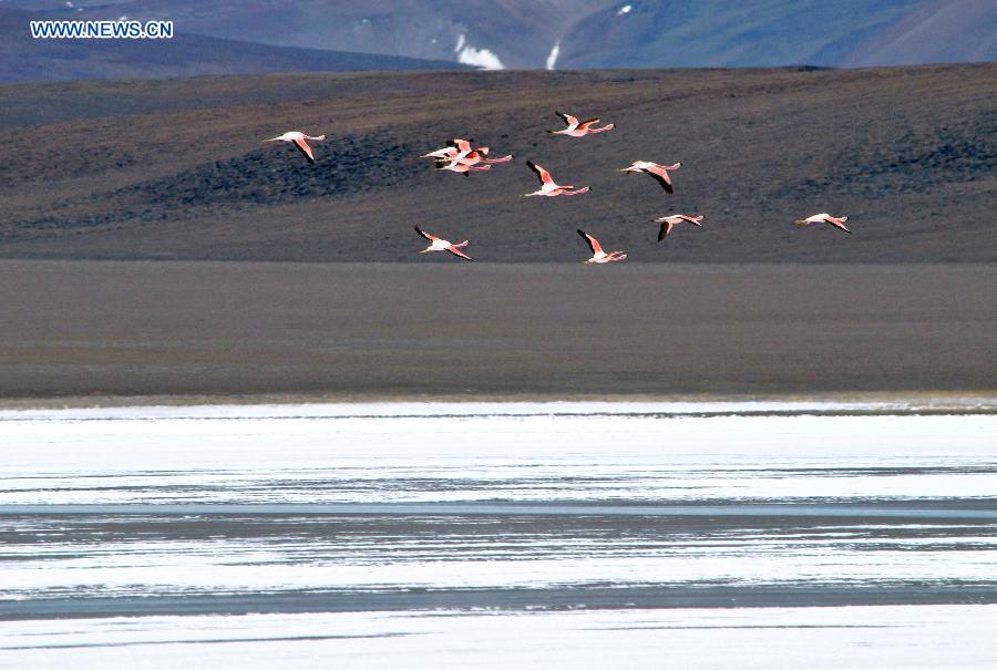 Flamingos fly over conservation zone in Argentina
