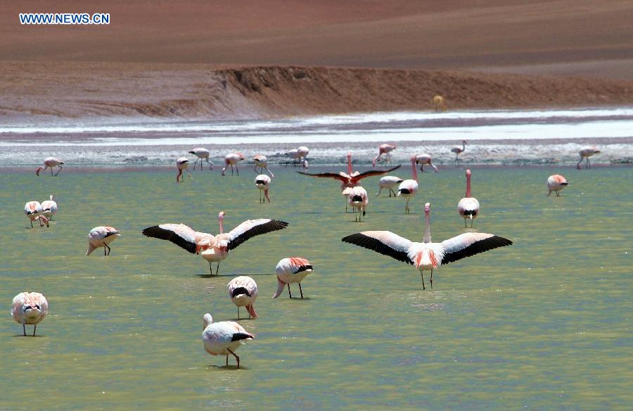 Flamingos fly over conservation zone in Argentina