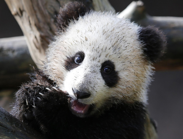 Panda cub makes public debut at San Diego Zoo