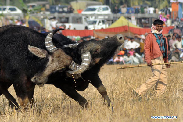Traditional buffalo fight in India