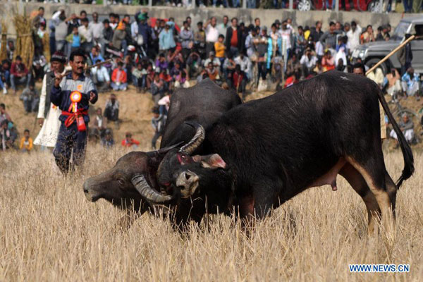 Traditional buffalo fight in India