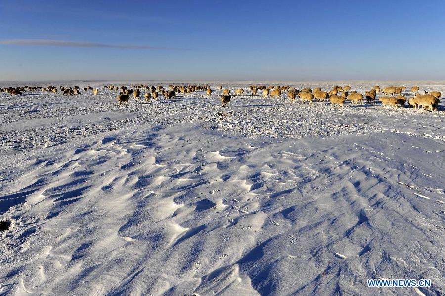 Snow-covered Xilin Gol grassland in China's Inner Mongolia