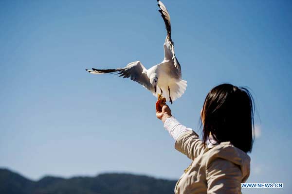 People view black-headed gulls at Dianchi Lake in Kunming