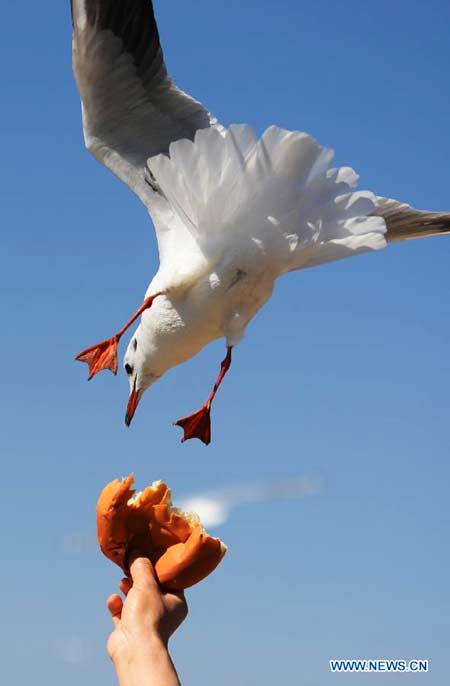 People view black-headed gulls at Dianchi Lake in Kunming