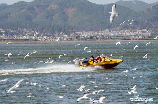 People view black-headed gulls at Dianchi Lake in Kunming