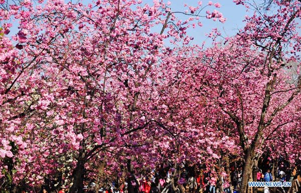 Beautiful cherry blossoms in Kunming