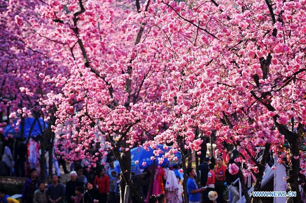 Beautiful cherry blossoms in Kunming