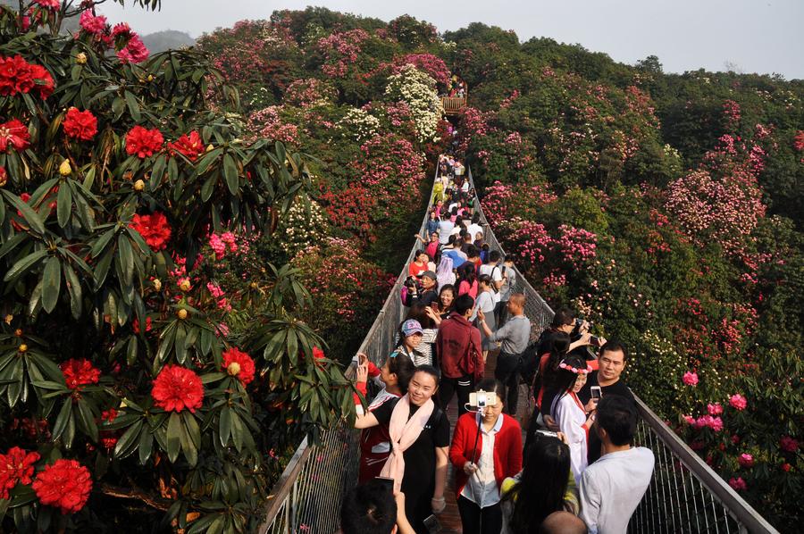 Burst with joy: Azaleas blossom in Guizhou