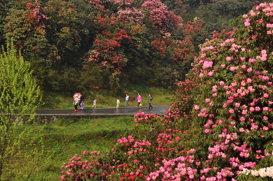 Burst with joy: Azaleas blossom in Guizhou